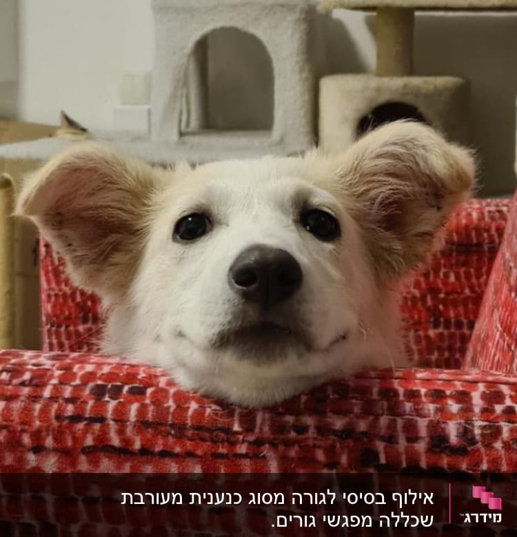 כלב עם ראש על ספה אדומה